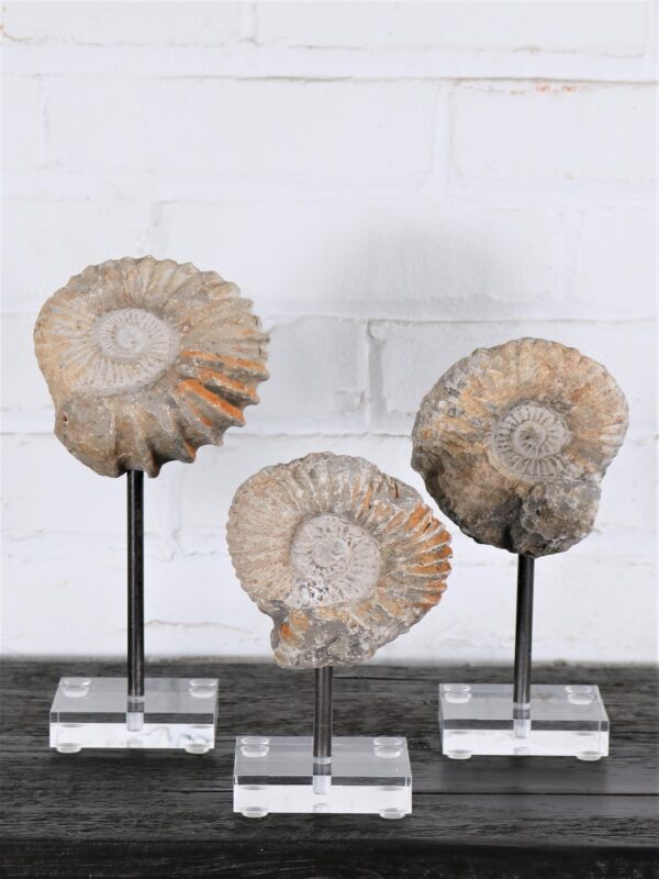 Ammonite Fossil on Acrylic Base