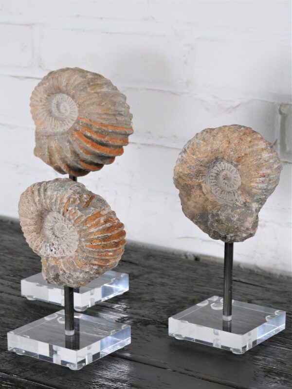 Ammonite Fossil on Acrylic Base